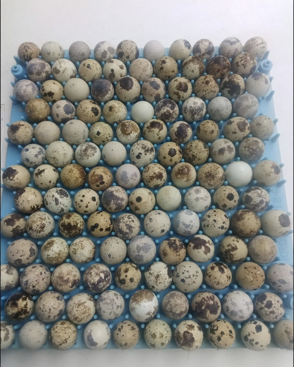 Lot of 100 Brown Pharaoh Coturnix Quail Hatching Eggs - Flash Sale