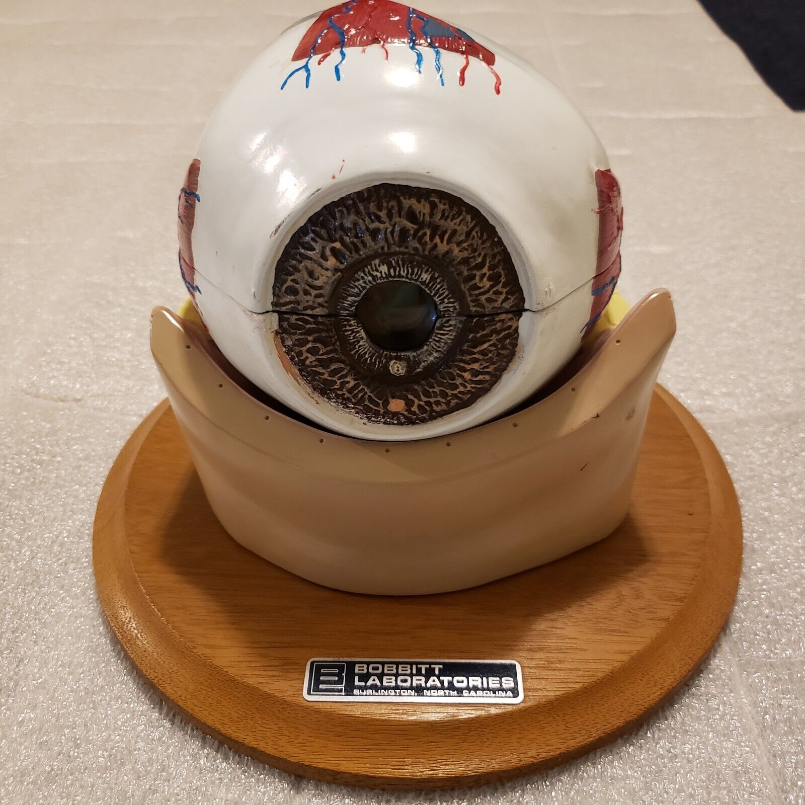 Vintage Bobbitt Laboratories Model Eye Anatomy Teaching Optometrist Decoration 