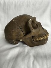 Vintage Somso German Anatomical Model - Hominid Human Skull Homo Erectus Fossil picture