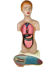 Vintage human female anatomical model 14 Parts Sweet Sue Torso Anatomy 18” picture