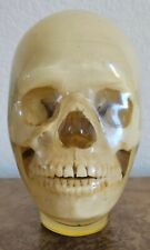 Vintage 3M Phantom Skull for X-Ray Device Calibration picture