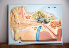 Vintage Anatomical ear model medical display Hubbard Anatomy science oddity picture