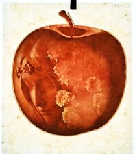 Authentic VINTAGE Lady Reflection in Apple Transfer Iron On picture